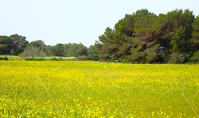 formentera fiorita