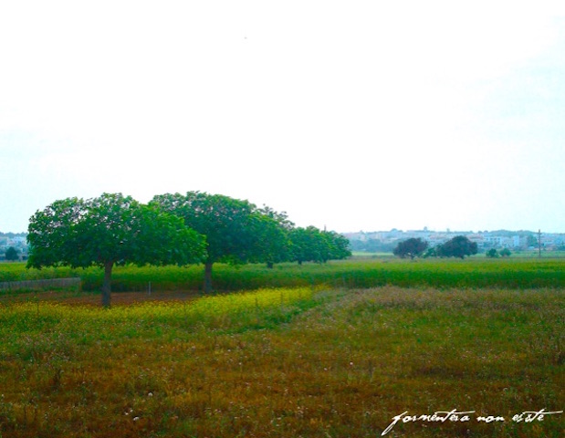 fichi-formentera